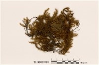 藏品(樹形大蕨苔)的圖片